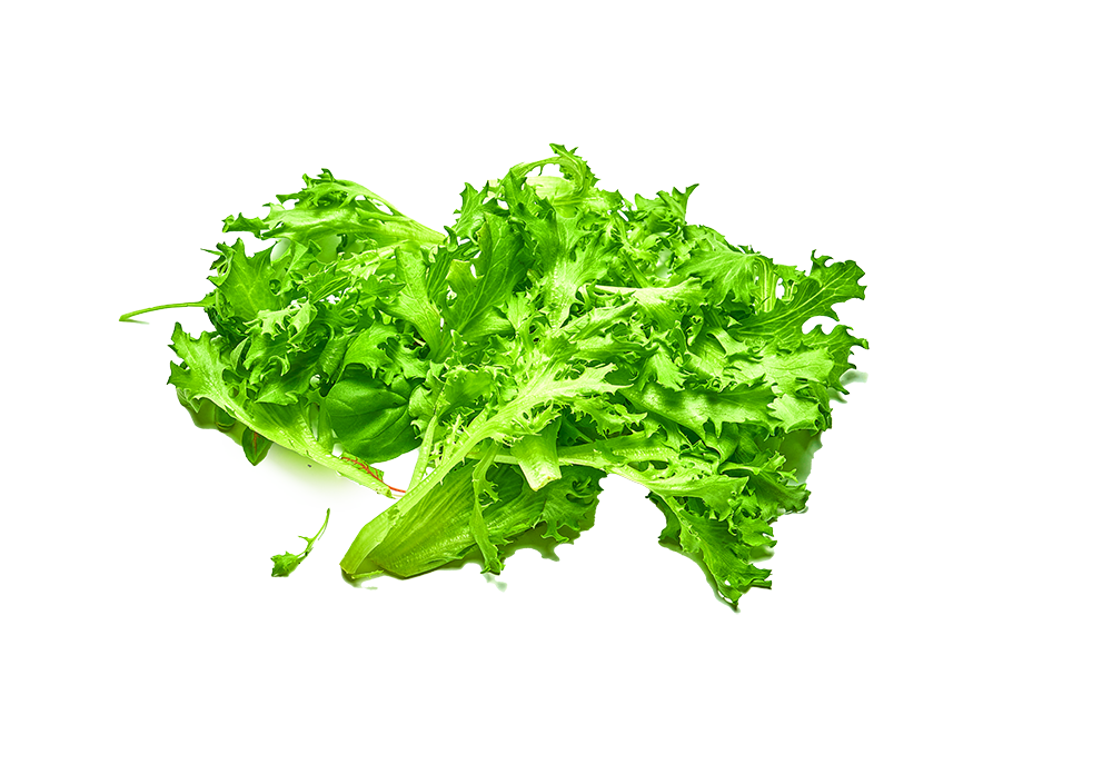Crispy Green Lettuce
